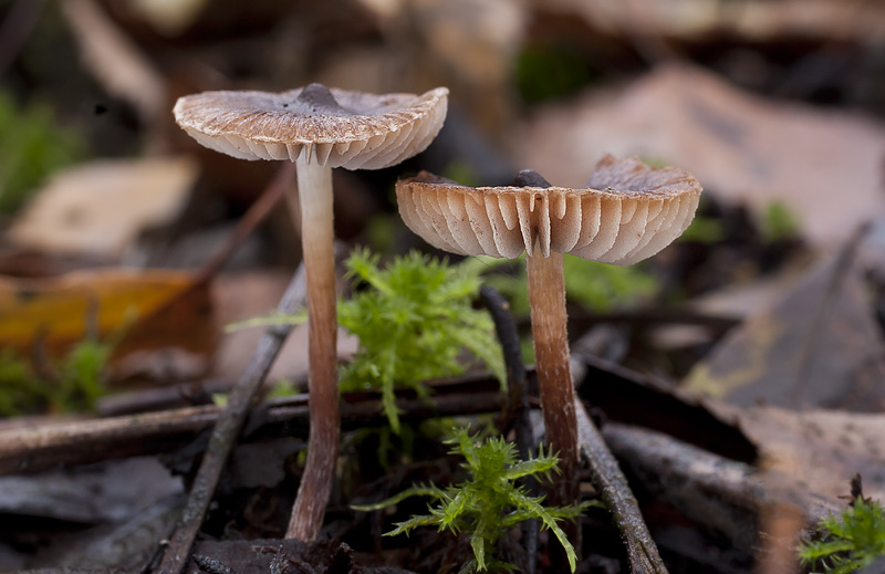 Inocybe acutella